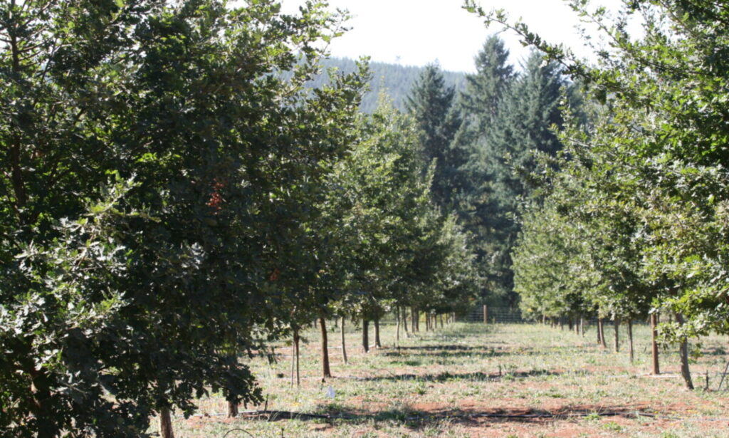 trinity truffles oak trees in scio oregon