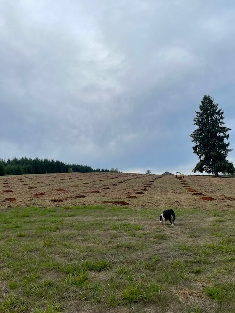 A farm dog on it's way out to inspect the holes