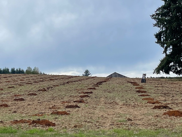 Holes are dug at Trinity Truffles