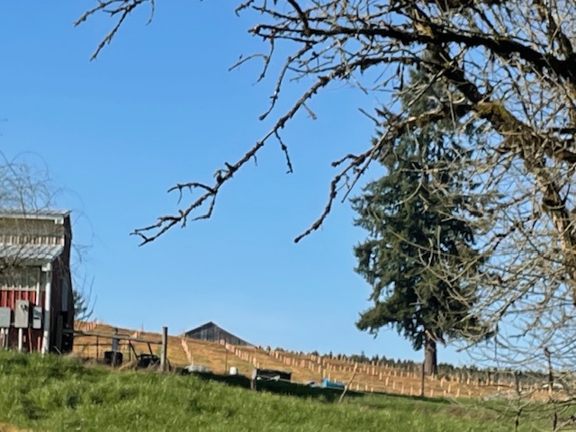 Planting at Trinity Truffles