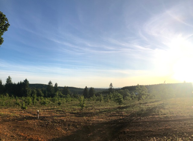 Another beautiful day at Trinity Truffles