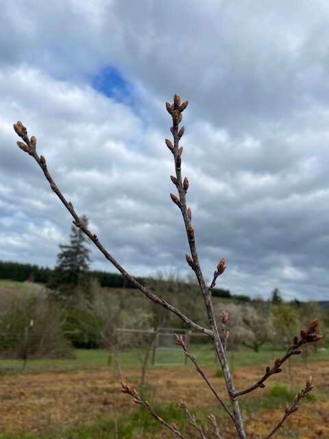 Early Growth on the Trinity Trees