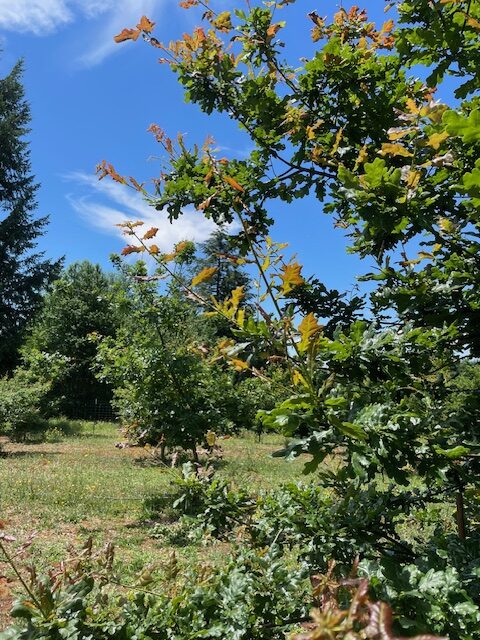 Our trees are on target