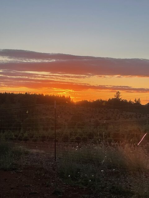 Beautiful Sunset at Trinity Truffles