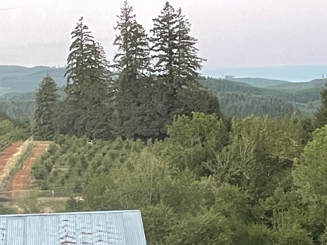 Trinity Truffles farm - lay of the land