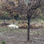 Auzzie the truffle seeking dog is in training - her first walk in 2024
