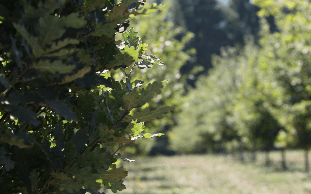 Truffle Oak Trees at Trinity Truffles in Scio Oregon