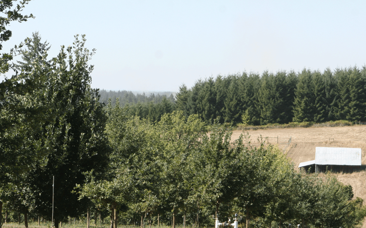 Distant view at Trinity Truffles in Scio Oregon, Willamette Valley truffle farming
