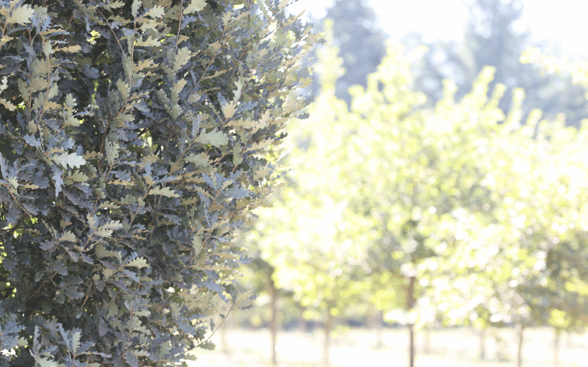 Trinity Truffles in Scio Oregon, Willamette Valley truffle farming